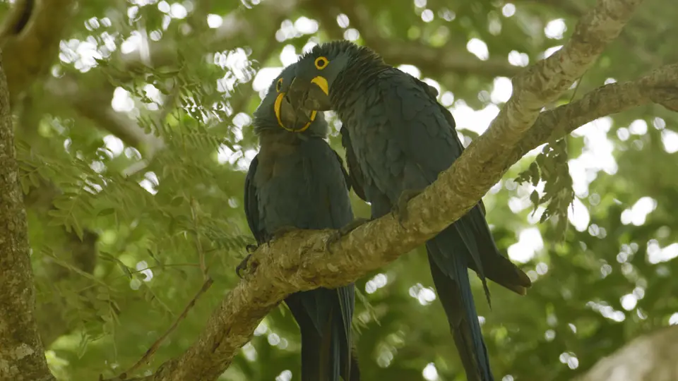 Casal de araras-azuis num galho
