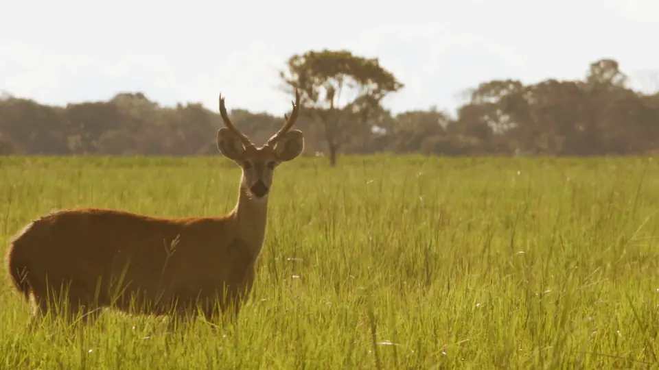 Cervo-do-pantanal no campo