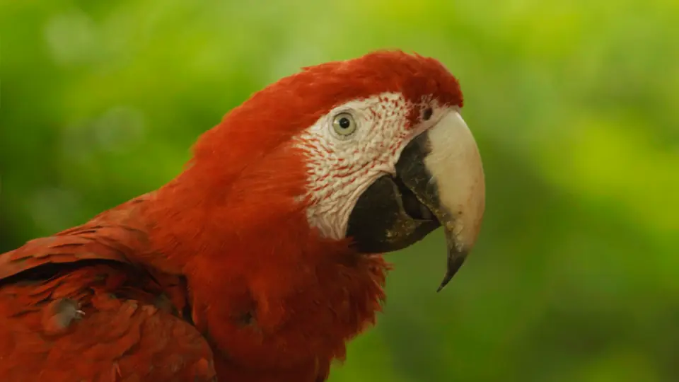 Arara-vermelha em close